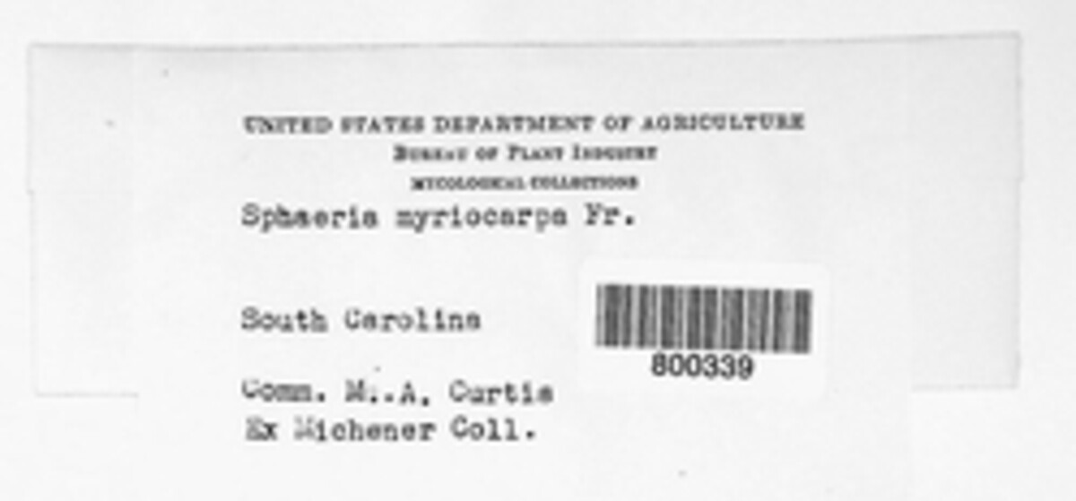 Ejnerjensenia myriocarpa image
